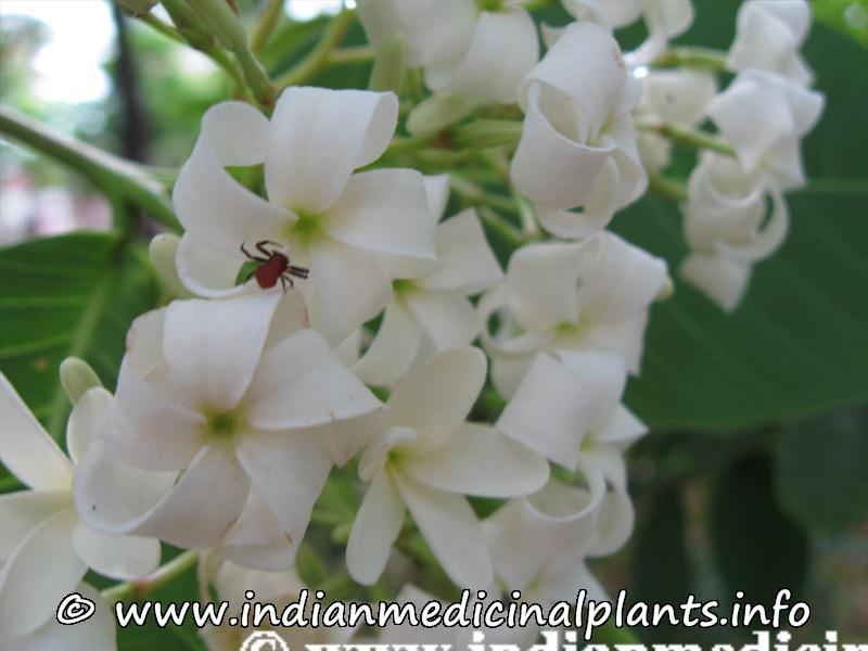 Holarrhena antidysenterica  3